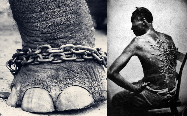 LEFT: An elephant in shackles and chains is on the same moral footing as any enslaved human • RIGHT: A former slave displays the scars from repeated whippings; he later joined the Union Army. Photo taken April 2, 1863, Baton Rouge, Louisiana; photographer unknown • Public-domain images courtesy of Wikimedia Commons • https://commons.wikimedia.org